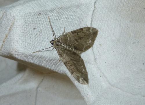Thera sp.