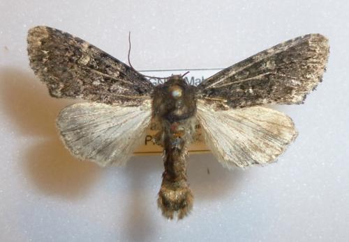 Réf. 103 976 : Melanchra persicariae