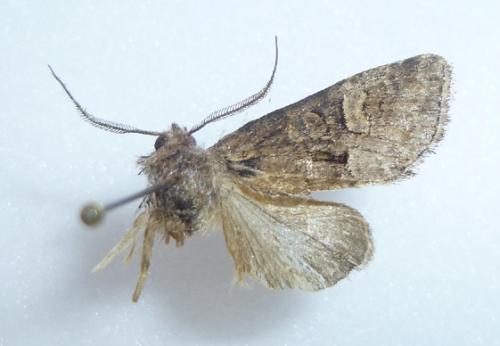 Réf. 103 941 : Brachylomia viminalis