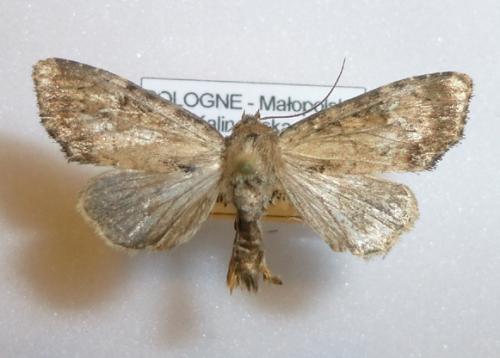 Réf. 103 977 : Apamea scolopacina