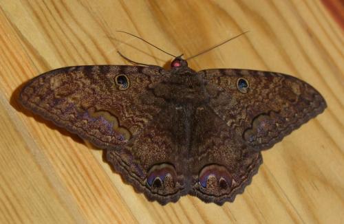 Ascalapha odorata