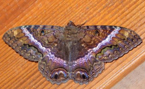 Ascalapha odorata