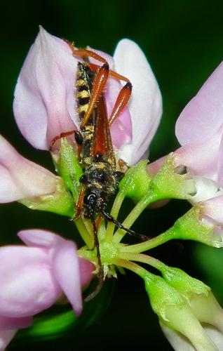 Réf. 103 199 : Stenopterus rufus