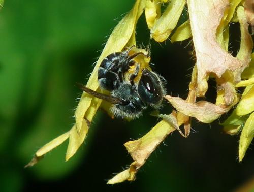 Osmia caerulescens