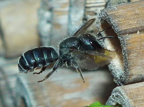 Réf. 103 896 : Osmia caerulescens