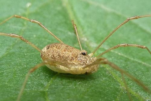 Réf. 103 060 : Rilaena triangularis