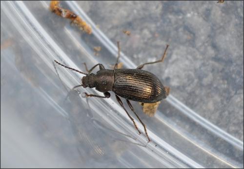 Réf. 103 202 : Stenomax aeneus