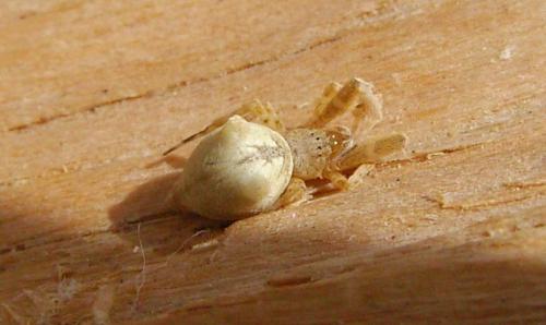 Réf. 103 486 : Uloborus plumipes