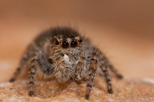 Philaeus chrysops