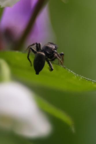 Heliophanus sp.