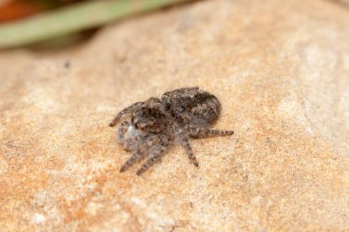 Philaeus chrysops