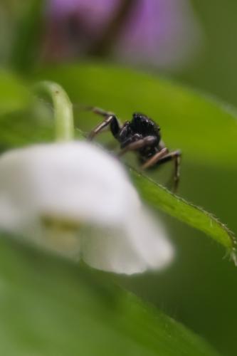 Heliophanus sp.