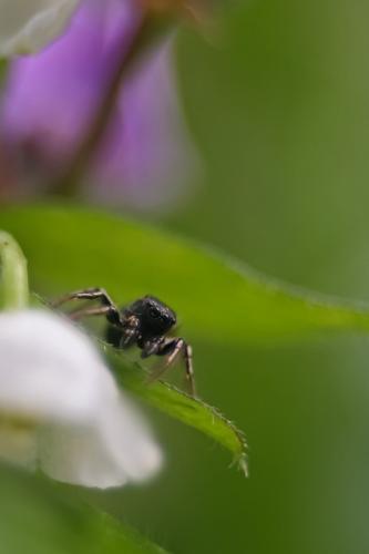 Heliophanus sp.
