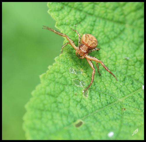 Xysticus sp.