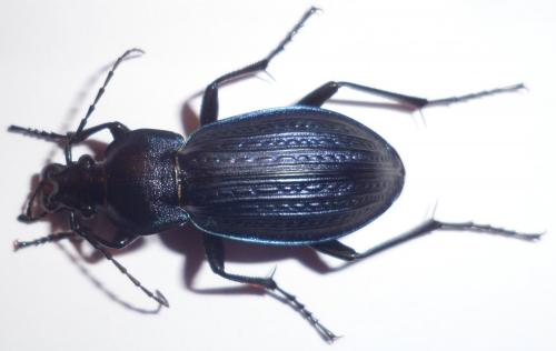 Carabus monilis