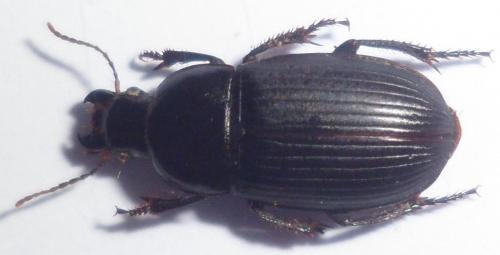 Réf. 103 600 : Harpalus serripes