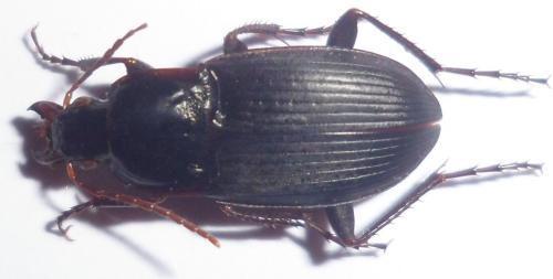 Calathus fuscipes
