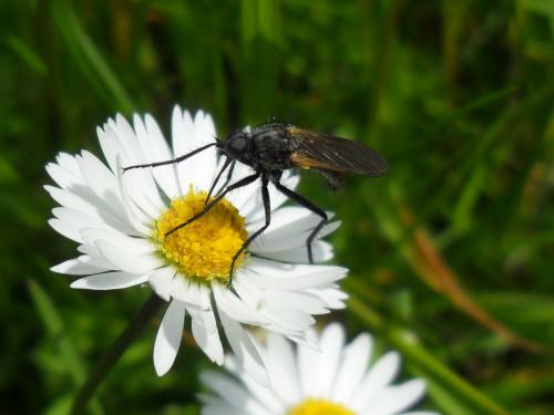 Empis sp.