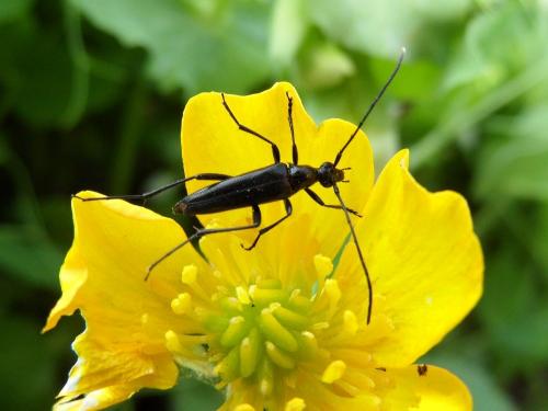 Rutpela nigra