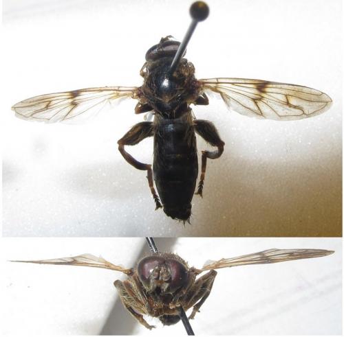 Brachypalpus laphriformis