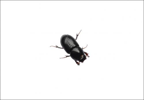 Réf. 103 300 : Nialus varians