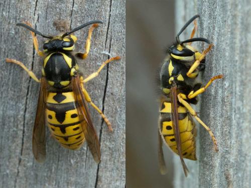 Vespula germanica