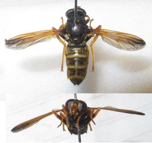 Caliprobola speciosa
