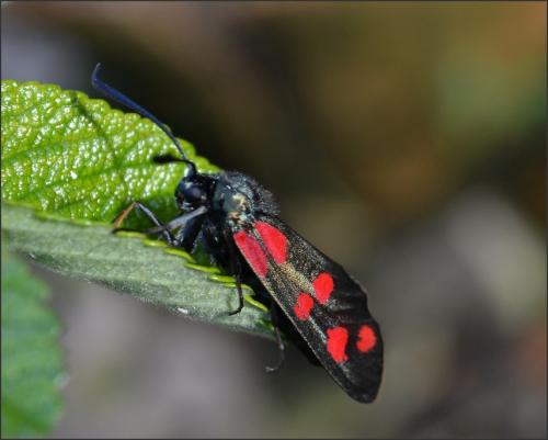 Zygaena filipendulae