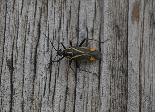 Hadrodemus m-flavum