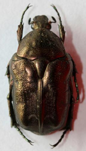 Réf. 103 425 : Potosia cuprina