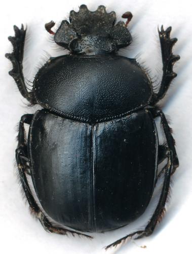 Réf. 103 091 : Scarabaeus typhon