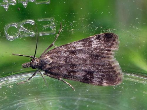 Eudonia petrophila