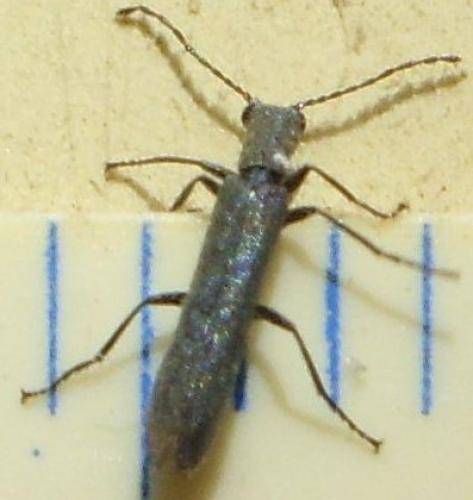 Réf. 103 218 : Dolichosoma lineare