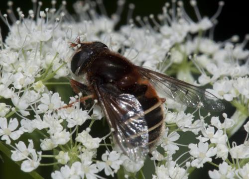 Réf. 103 001 : Eristalis cryptarum