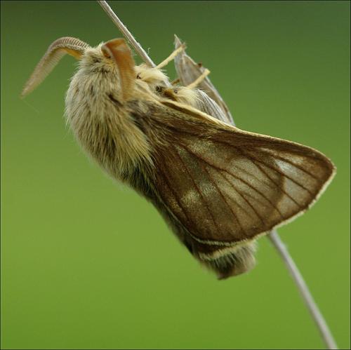 Malacosoma franconica