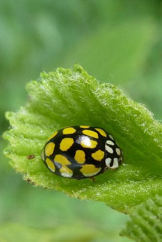 Sospita vigintiguttata