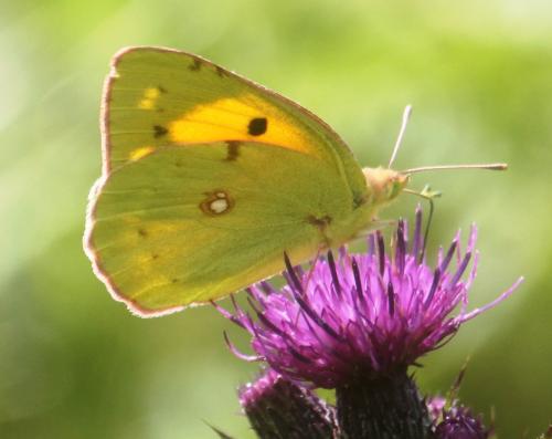 Colias croceus