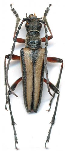 Stenocorus insitivus