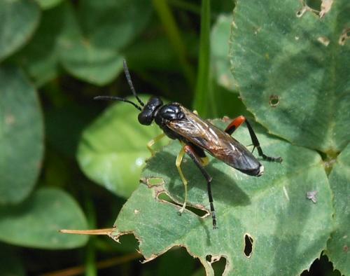 Réf. 103 099 : Macrophya rufipes
