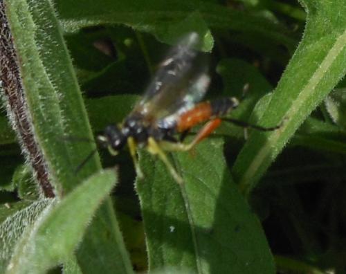 Réf. 103 101 : Macrophya rufipes