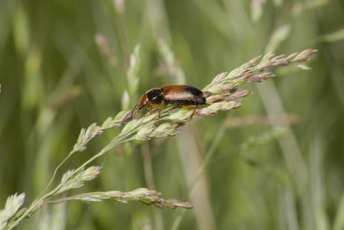 Réf. 103 417 : Diachromus germanus