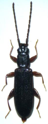 Dendrophagus crenatus