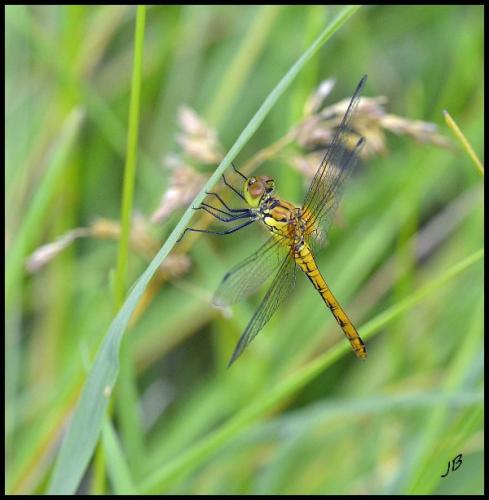 Sympetrum sanguineum
