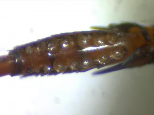Graphoderus cinereus