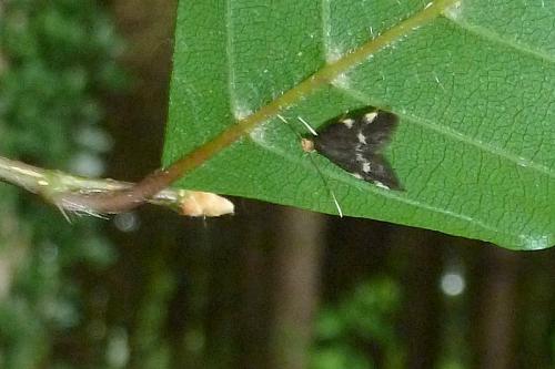 Telechrysis tripuncta