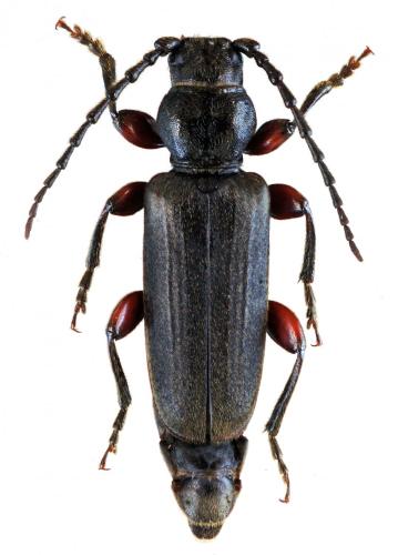 Réf. 103 631 : Tetropium castaneum