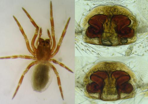 Réf. 103 152 : Tapinocyba mitis
