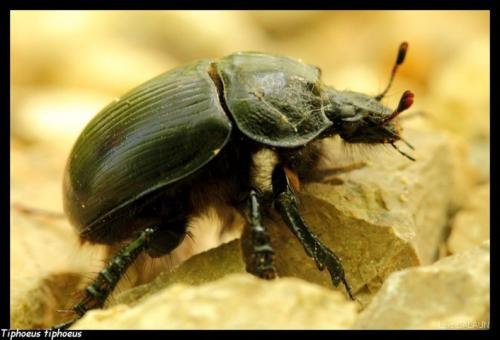 Réf. 103 364 : Typhaeus typhoeus