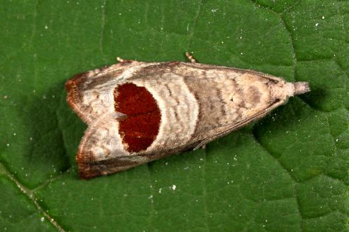 Notocelia uddmanniana