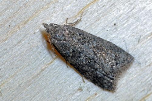 Cnephasia sp.